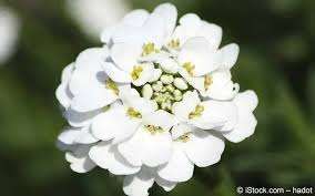 Image result for Schleifenblume