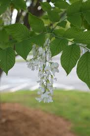 Attēlu rezultāti vaicājumam “Cladrastis kentukea leaf”