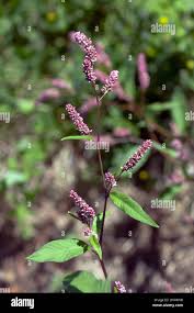 Attēlu rezultāti vaicājumam “Persicaria lapathifolia leaf”