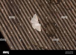 Attēlu rezultāti vaicājumam “Cabera exanthemata male”