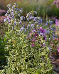 Attēlu rezultāti vaicājumam “Polemonium caeruleum flower”