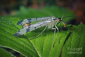 Attēlu rezultāti vaicājumam “Panorpa communis”