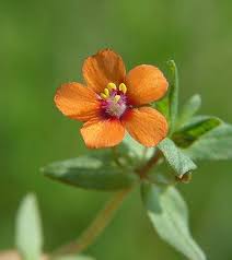 Image result for Anagallis arvensis