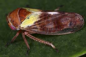 Attēlu rezultāti vaicājumam “Oncopsis sp.”