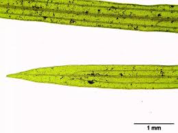 Attēlu rezultāti vaicājumam “Potamogeton rutilus”