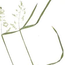 Attēlu rezultāti vaicājumam “Poa trivialis flower”