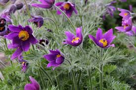 Attēlu rezultāti vaicājumam “Pulsatilla vulgaris”