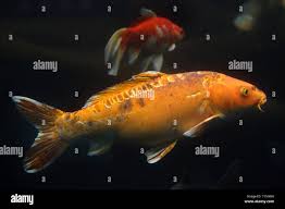 Image result for Cyprinus rubrofuscus