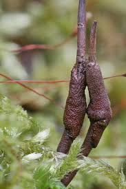 Attēlu rezultāti vaicājumam “Cordyceps stylophora”