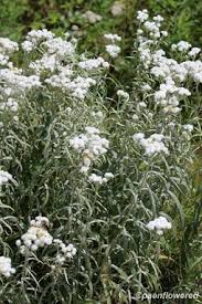 Attēlu rezultāti vaicājumam “Anaphalis margaritacea flower”
