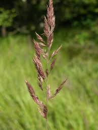 Attēlu rezultāti vaicājumam “Calamagrostis epigeios”