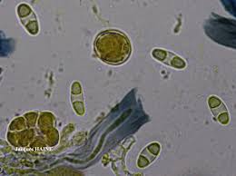 Attēlu rezultāti vaicājumam “Caloplaca saxicola”