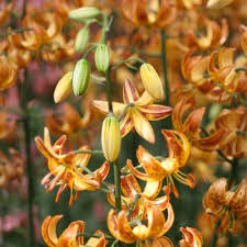 Attēlu rezultāti vaicājumam “Lilium martagon flower”