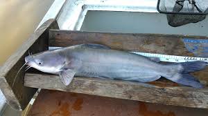Image result for Ictalurus furcatus