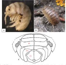 Attēlu rezultāti vaicājumam “Oniscoidea”