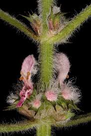 Attēlu rezultāti vaicājumam “Leonurus quinquelobatus flower”