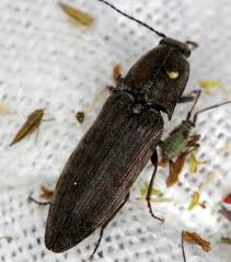 Attēlu rezultāti vaicājumam “Actenicerus sjaelandicus”