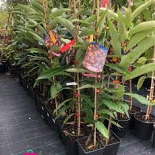 Attēlu rezultāti vaicājumam “Licea castanea sessile”