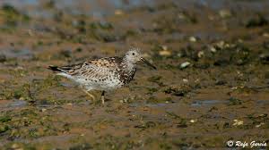 Image result for Calidris tenuirostris