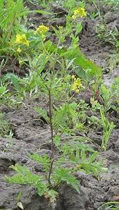 Attēlu rezultāti vaicājumam “Rorippa palustris leaf”
