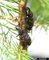 Attēlu rezultāti vaicājumam “Hylobius abietis”