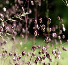 Attēlu rezultāti vaicājumam “Briza media bud”
