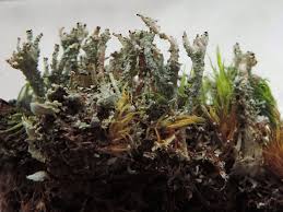 Attēlu rezultāti vaicājumam “Cladonia ramulosa”