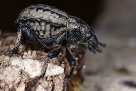 Image result for Brachycerus undatus