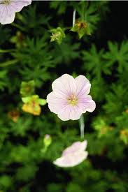 Attēlu rezultāti vaicājumam “Geranium sanguineum”