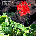 Flowering Plant Families, UH Botany