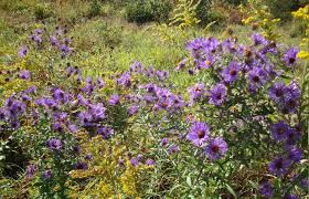 Image result for Aster novae-angliae