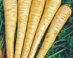 Image result for Pastinake