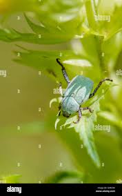 Attēlu rezultāti vaicājumam “Hoplia parvula”
