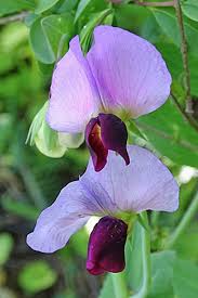 Attēlu rezultāti vaicājumam “Pisum sativum flower”