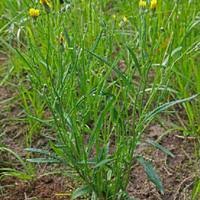 Attēlu rezultāti vaicājumam “Crepis tectorum fruit”