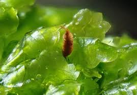 Attēlu rezultāti vaicājumam “Homalia trichomanoides sporophyte”