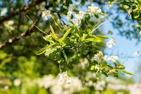 Attēlu rezultāti vaicājumam “Exochorda giraldii var. wilsonii”
