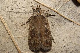 Attēlu rezultāti vaicājumam “Agonopterix ciliella”