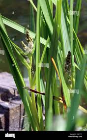 Attēlu rezultāti vaicājumam “Sparganium erectum aggr. leaf”