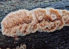 Attēlu rezultāti vaicājumam “Phlebia tremellosa”