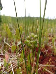 Attēlu rezultāti vaicājumam “Scheuchzeriaceae”