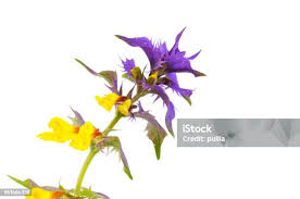 Attēlu rezultāti vaicājumam “Melampyrum nemorosum flower”