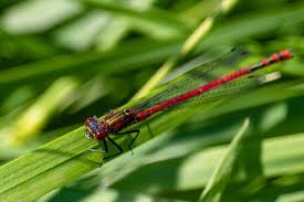 Attēlu rezultāti vaicājumam “Pyrrhosoma nymphula”