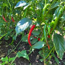 Afbeeldingsresultaat voor joe long cayenne hot pepper