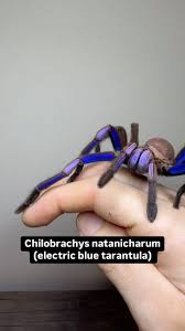 Attēlu rezultāti vaicājumam “Anogcodes melanurus”