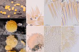 Attēlu rezultāti vaicājumam “Bactridium flavum”