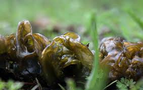 Attēlu rezultāti vaicājumam “Nostoc commune”