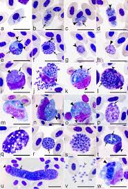 Attēlu rezultāti vaicājumam “Enteridium variabile plasmodium”