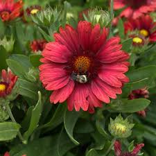 Image result for Gaillardia