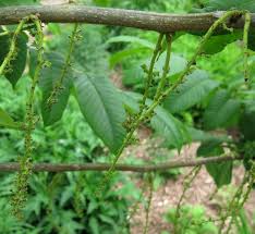 Attēlu rezultāti vaicājumam “Juglans mandshurica leaf”